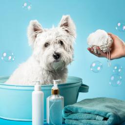 Grooming & Hygiene