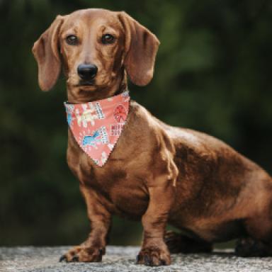 Bandanas & Scarves