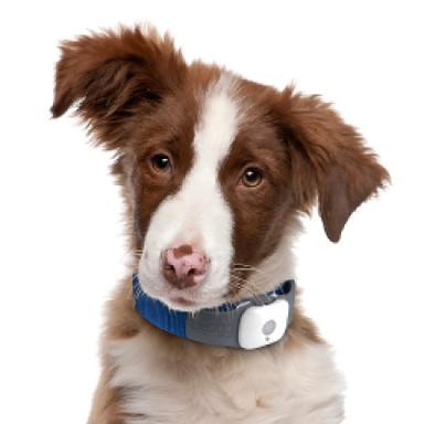 Bark Control Devices