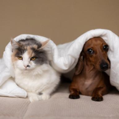Blankets & Throws