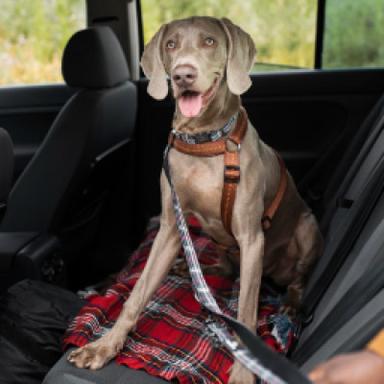 Car Seat Covers & Restraints