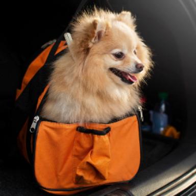 Carriers & Backpacks