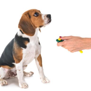 Clickers & Training Tools