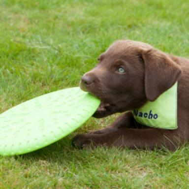 Fetch Toys (Balls, Frisbees)
