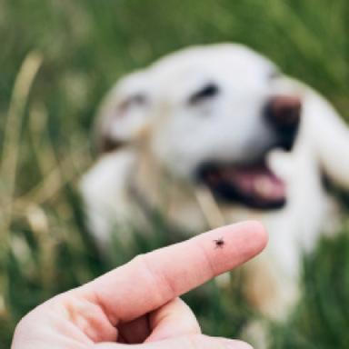 Flea, Tick & Heartworm Prevention