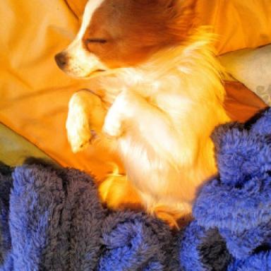 Heated Beds