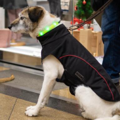 LED & Reflective Leashes