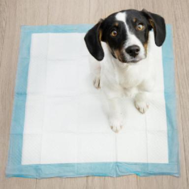 Pee Pads & Grass Patches