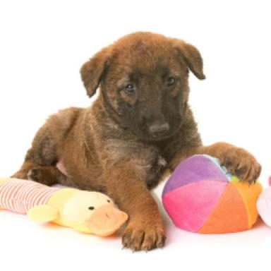 Plush & Stuffed Toys