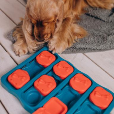 Puzzle & Enrichment Toys