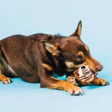 Squeaky Toys