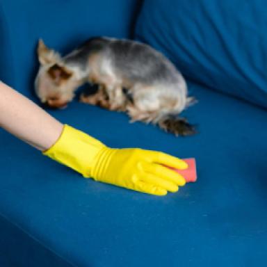 Stain & Odor Removers