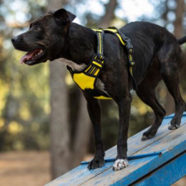 Training & Martingale Collars